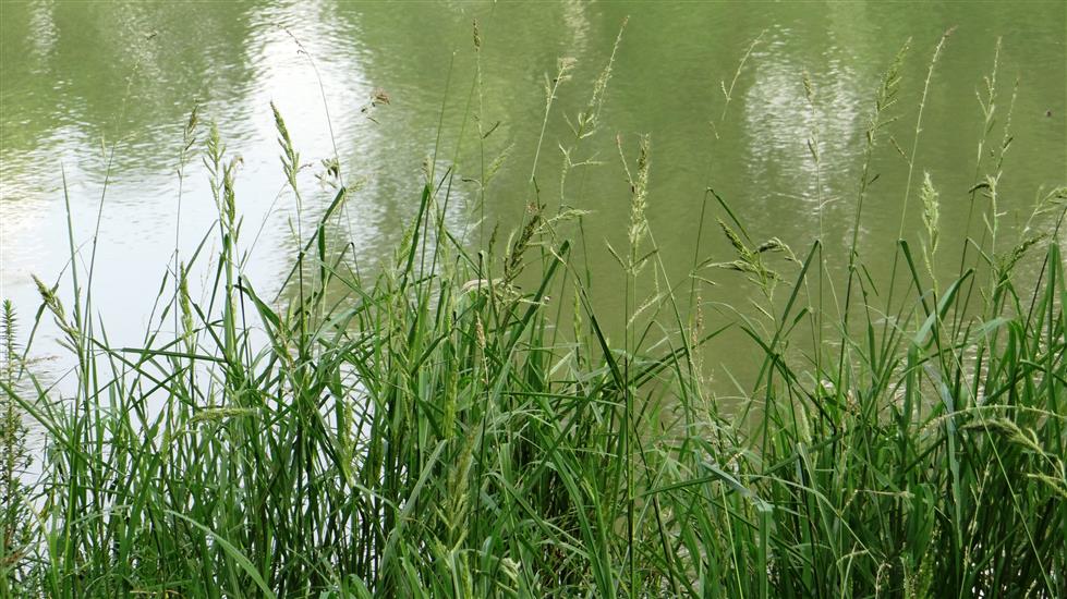 Echinochloa crus-galli